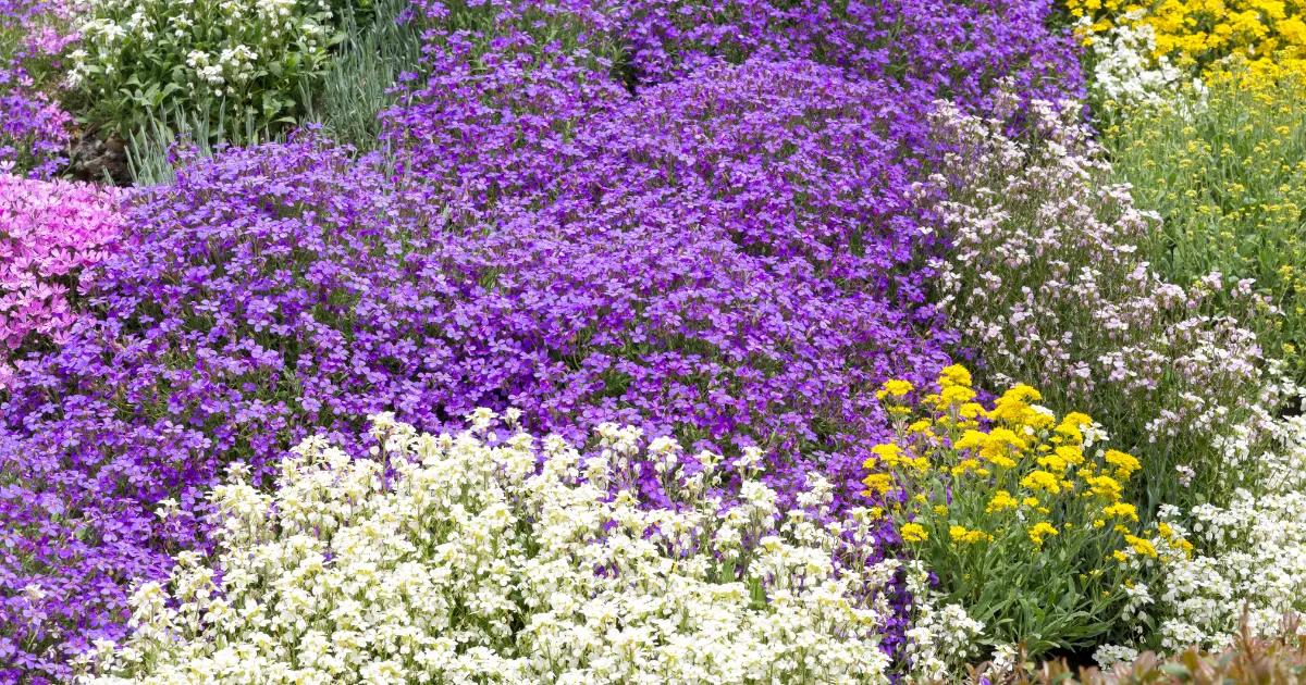 9 Best Ground Cover Plants to Prevent Weeds