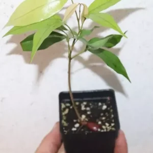 9" Emperor Lychee Seedling Organic Tree Litchi Chinensis 'Emperor'