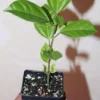 9" Giant Yellow Passion Fruit Vine Organic Edulis Passiflora Flavicarpa