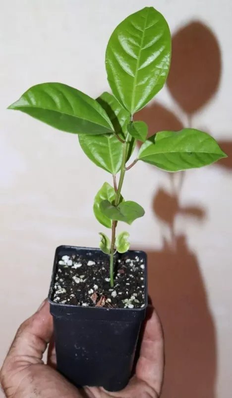 9" Giant Yellow Passion Fruit Vine Organic Edulis Passiflora Flavicarpa