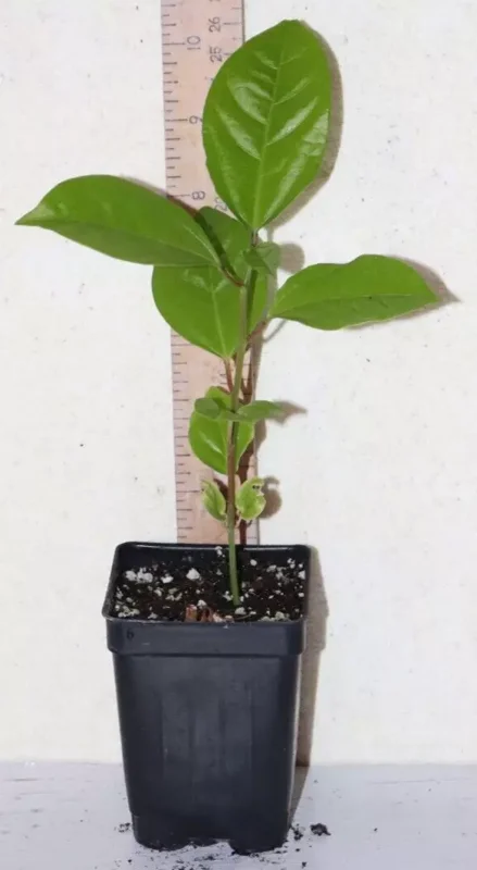 9" Giant Yellow Passion Fruit Vine Organic Edulis Passiflora Flavicarpa