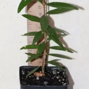 9" Wonderful Pomegranate Seedling Organic Punica Granatum Fast Growing Edible