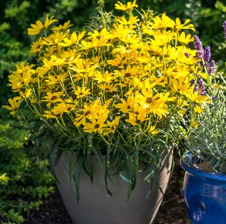 Helianthus Salicifolius 'Autumn Gold' Starter Plant - Hardy Sun Perennial - Image 2