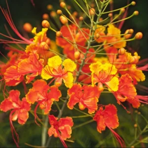 Set 2 Pots Red Bird of Paradise Starter Live Plant for Planting 8