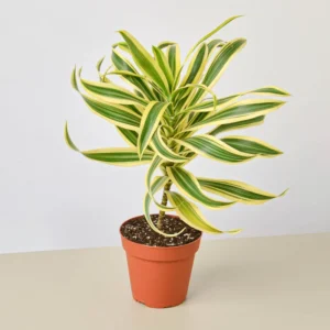Dracaena Reflexa Song of India Succulent Live Plant - 4 Inch Pot - Home Garden Decor