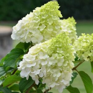 Hydrangea Paniculata 'Polar Bear' - Hardy Shrub - 5-7 Inch Dormant