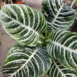 Aphelandra Zebra Plant - 4 Inch Potted Flowering Plant for Home Garden Decor