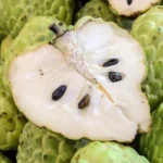 A Cherimoya Live Plant in A 1 Gallon Pot 2-2.5 Feet High Fruit Tree for Planting