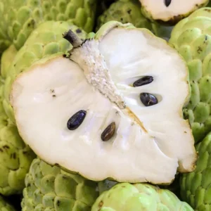 A Cherimoya Live Plant in A 1 Gallon Pot 2-2.5 Feet High Fruit Tree for Planting