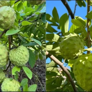 A Cherimoya Live Plant in A 1 Gallon Pot 2-2.5 Feet High Fruit Tree for Planting