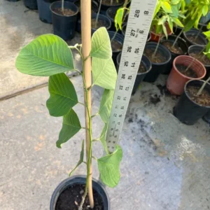 A Cherimoya Live Plant in A 1 Gallon Pot 2-2.5 Feet High Fruit Tree for Planting