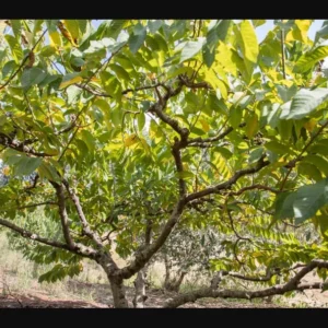 A Cherimoya Live Plant in A 1 Gallon Pot 2-2.5 Feet High Fruit Tree for Planting