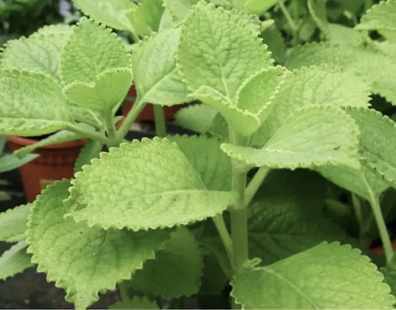A Cup Cuban Oregano Mexican Organic Plant - 5-10 Inches Well Rooted