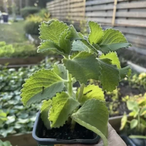 A Cup Cuban Oregano Mexican Organic Plant - 5-10 Inches Well Rooted