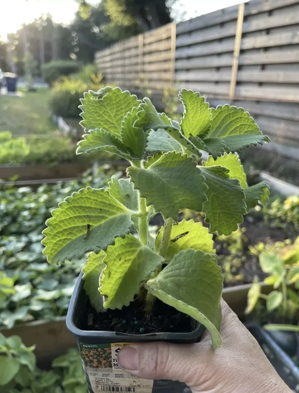 A Cup Cuban Oregano Mexican Organic Plant - 5-10 Inches Well Rooted