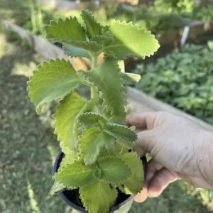 A Cup Cuban Oregano Mexican Organic Plant - 5-10 Inches Well Rooted