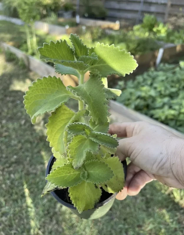 A Cup Cuban Oregano Mexican Organic Plant - 5-10 Inches Well Rooted