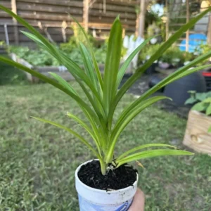 A Cup Pandan Leaves Live Plant 8"-12" From Roots, Fresh Exotic Herb