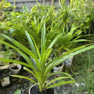 A Cup Pandan Leaves Live Plant 8