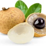 A Longan Live Fruit Plant Fruit Tree Tropical Plant for Garden 4" Pot 6"-8" Tall