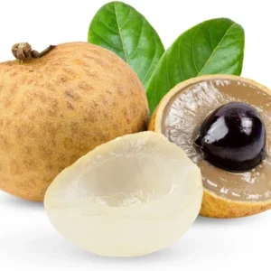 A Longan Live Fruit Plant Fruit Tree Tropical Plant for Garden 4