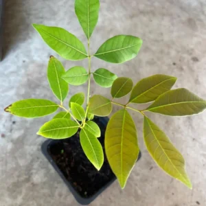 A Longan Live Fruit Plant Fruit Tree Tropical Plant for Garden 4