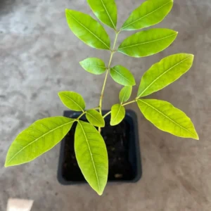 A Longan Live Fruit Plant Fruit Tree Tropical Plant for Garden 4