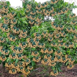 A Longan Live Fruit Plant Fruit Tree Tropical Plant for Garden 4