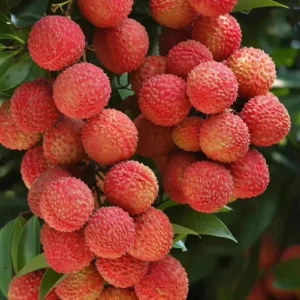 A Lychee Live Fruit Plant, Fruit Tree Tropical Plant, Outdoor Garden, 4" Pot
