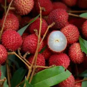 A Lychee Live Fruit Plant, Fruit Tree Tropical Plant, Outdoor Garden, 4