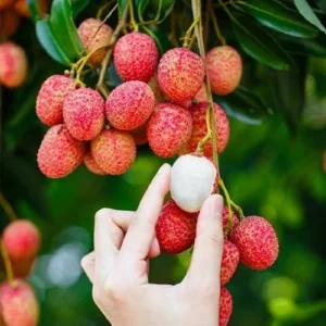 A Lychee Live Fruit Plant, Fruit Tree Tropical Plant, Outdoor Garden, 4