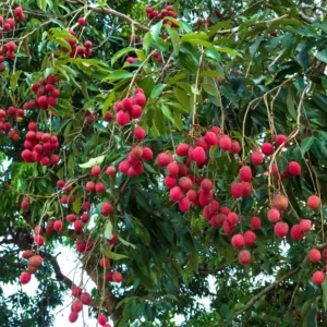 A Lychee Live Fruit Plant, Fruit Tree Tropical Plant, Outdoor Garden, 4