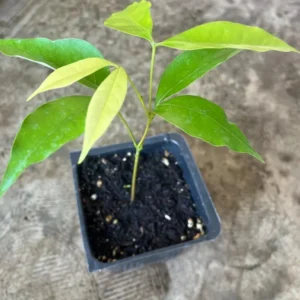 A Lychee Live Fruit Plant, Fruit Tree Tropical Plant, Outdoor Garden, 4