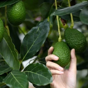A One Year Hass Avocado Live Fruit Plant 8