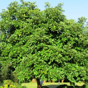 A One Year Hass Avocado Live Fruit Plant 8