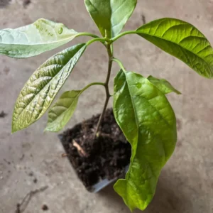 A One Year Hass Avocado Live Fruit Plant 8