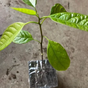 A One Year Hass Avocado Live Fruit Plant 8