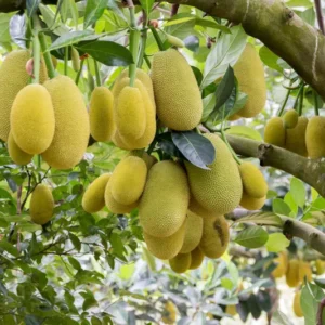 A One Year JackFruit Tree Seedling Live Plant 8