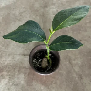 A One Year JackFruit Tree Seedling Live Plant 8