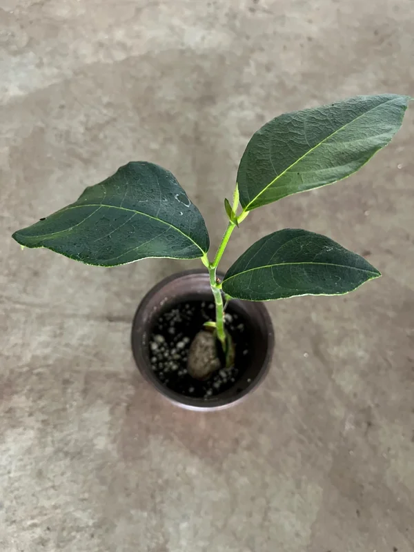 A One Year JackFruit Tree Seedling Live Plant 8"-10"Tall 4"Pot Fruit Tree Garden