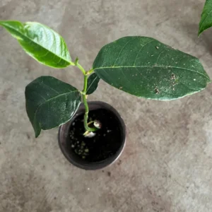 A One Year JackFruit Tree Seedling Live Plant 8