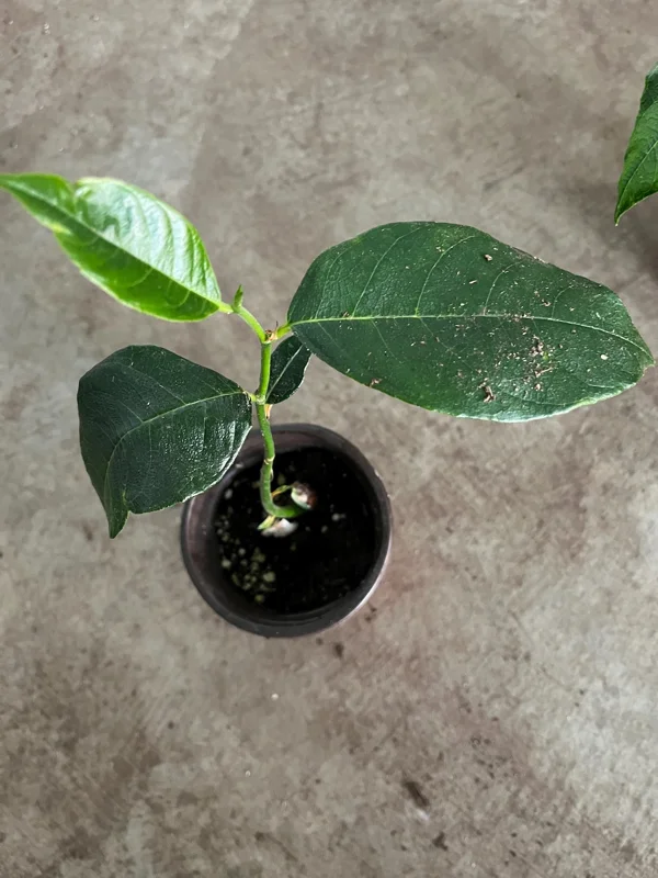 A One Year JackFruit Tree Seedling Live Plant 8"-10"Tall 4"Pot Fruit Tree Garden