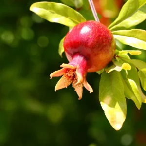 A Pomegranate Fruit Live Tree, Large Fruit and Sweet Fruit, 4