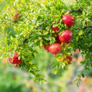 A Pomegranate Fruit Live Tree, Large Fruit and Sweet Fruit, 4