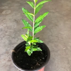 A Pomegranate Fruit Live Tree, Large Fruit and Sweet Fruit, 4