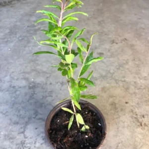 A Pomegranate Fruit Live Tree, Large Fruit and Sweet Fruit, 4