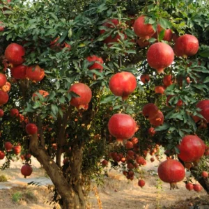 A Pomegranate Fruit Live Tree, Large Fruit and Sweet Fruit, 4
