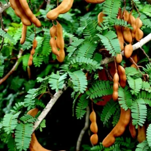 A Tamarind Tree Seedling Live Plant 4