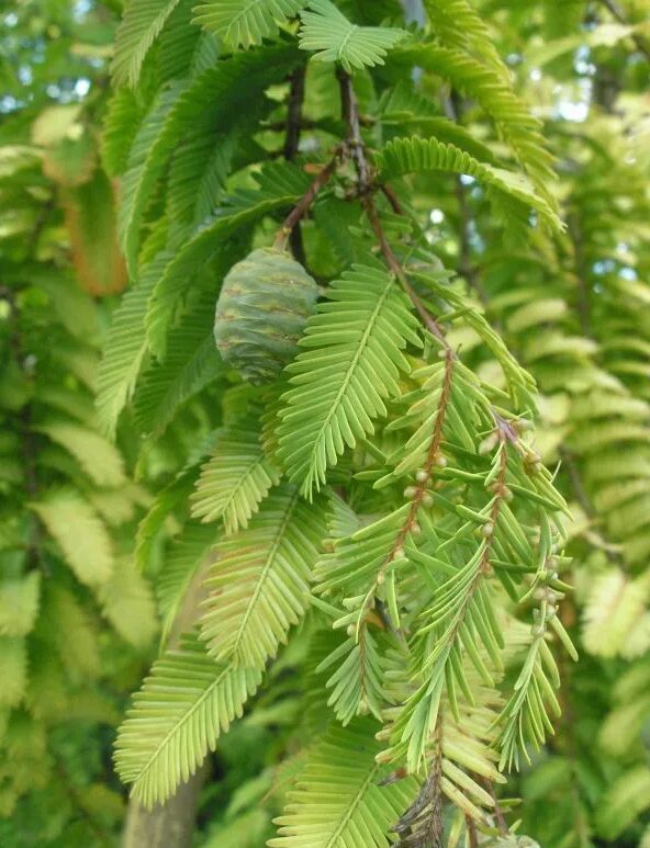 Dawn Redwood Tree - Fast-Growing Conifer - 10-12" Starter Plant