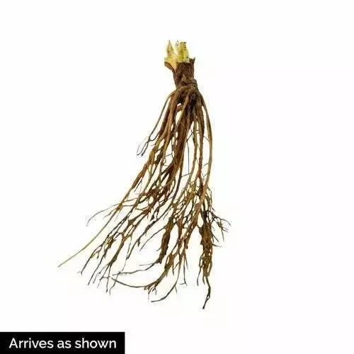 AC Wendy Strawberry Plants - 25 Fresh Live Bare Root June-Bearing Strawberries
